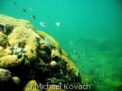 Sergeant Majors on the inside reef at Lauderdale by the Sea. by Michael Kovach 